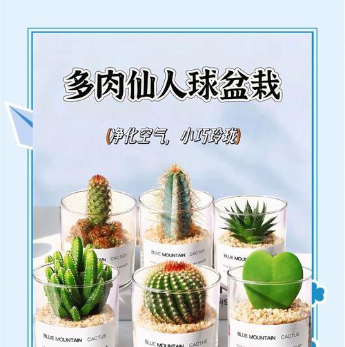 种植夹子使用在仙人球上有何好处？