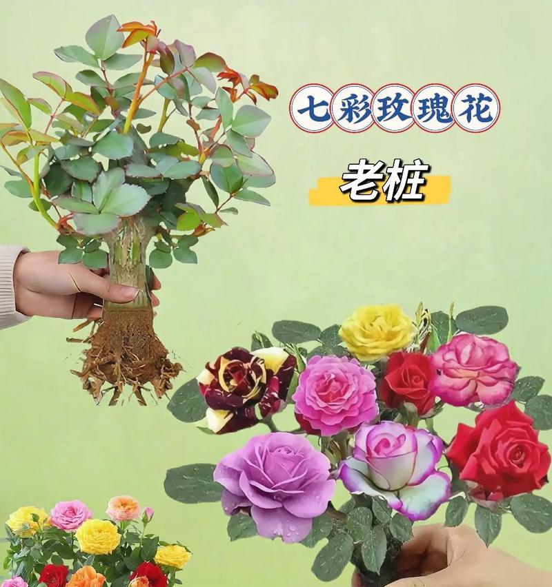 小株玫瑰花的养殖方法是什么？如何保证其健康生长？