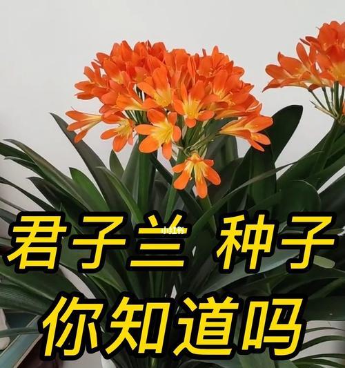 玻璃瓶中君子兰的养护技巧是什么？