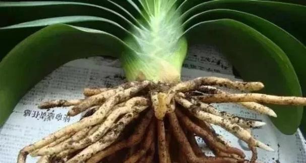 君子兰小芽不长新芽什么原因？如何解决？