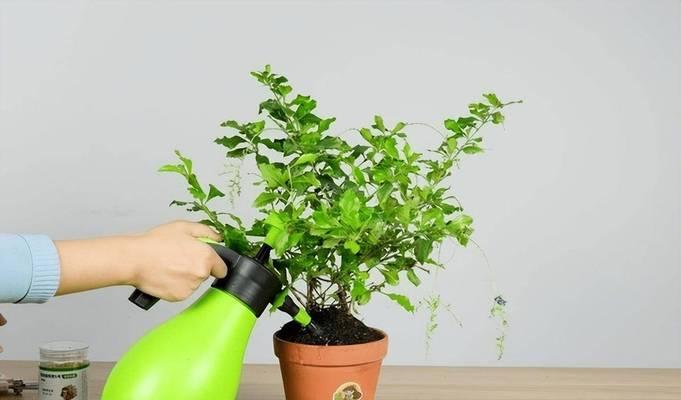 玫瑰花新上盆后多久浇水合适？最佳浇水时间是什么时候？