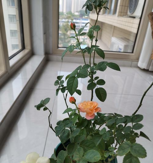 玫瑰花新上盆后多久浇水合适？最佳浇水时间是什么时候？