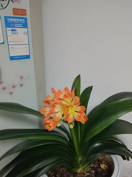 君子兰营养不良时如何浇水？有哪些浇水技巧？