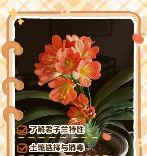 带盆君子兰如何养护才能开花？有哪些技巧？