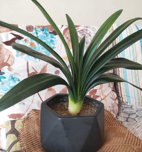 带盆君子兰如何养护才能开花？有哪些技巧？