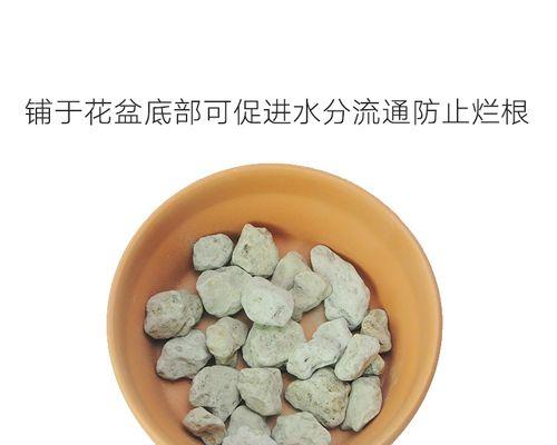 君子兰养护时应该使用什么材料垫底？