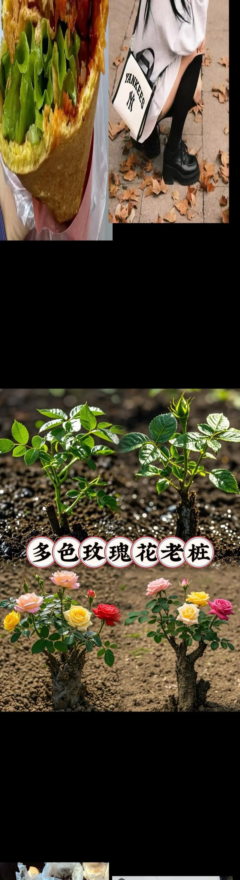 摘下的玫瑰花如何种植才能保持活力？