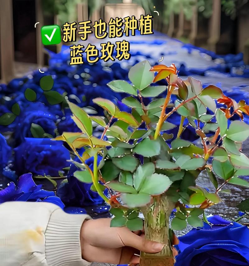 摘下的玫瑰花如何种植才能保持活力?