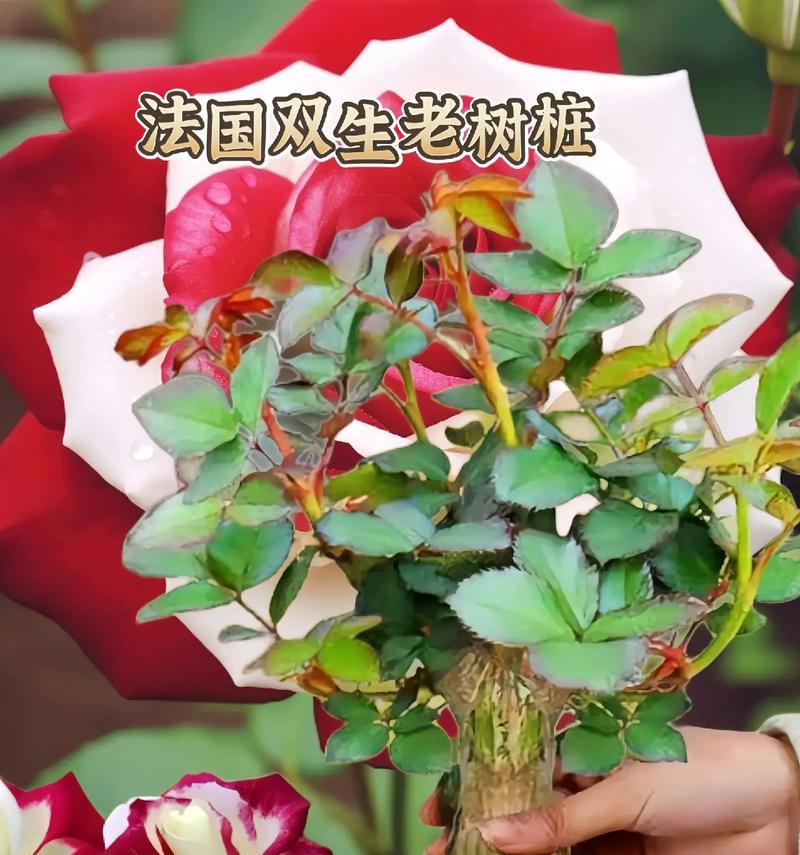 玫瑰花冬天剪枝做木桩后适宜的温度是多少？