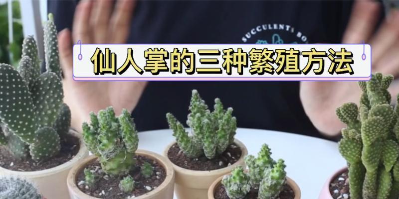仙人掌植物的养护技巧有哪些？