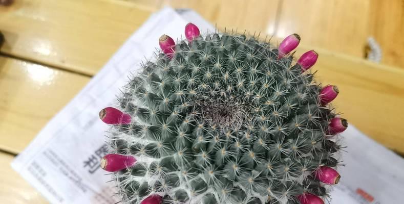 仙人球细叶花的养护技巧有哪些？如何延长花期？