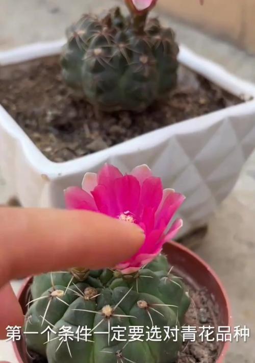 仙人球细叶花的养护技巧有哪些？如何延长花期？