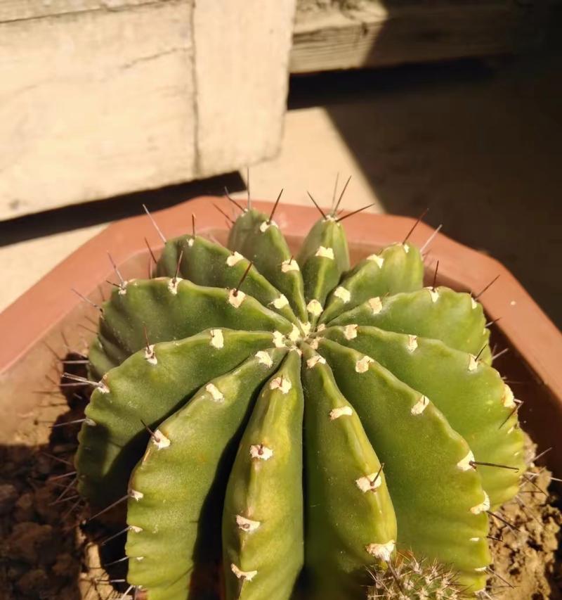 挂墙花盆仙人球养护技巧是什么？