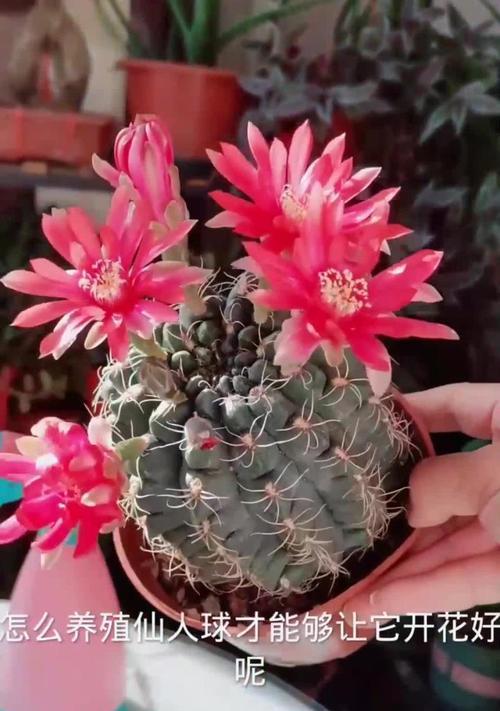 挂墙花盆仙人球养护技巧是什么？
