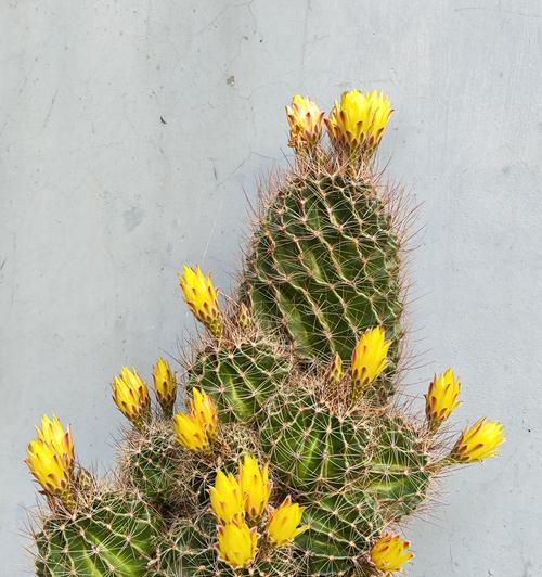 哪种盆栽最适合种植仙人球？