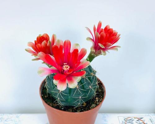 哪种盆栽最适合种植仙人球？