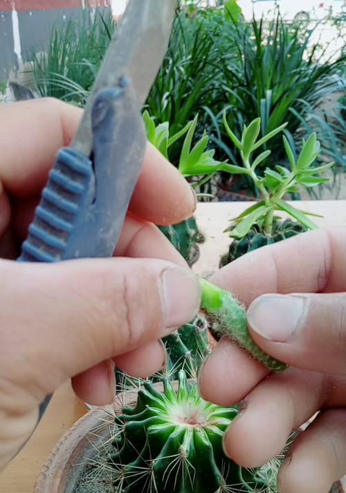 仙人球嫁接后腐烂应如何补救？