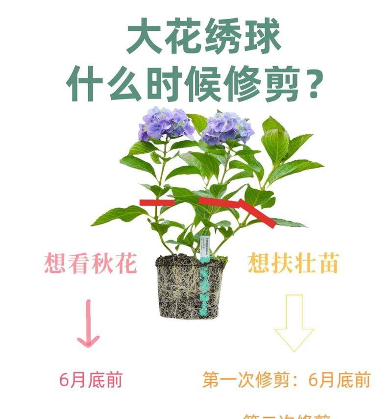 大仙人球盆栽修剪技巧是什么？修剪后如何护理？