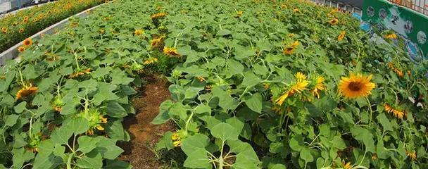 小火龙仙人掌的种植步骤是什么？