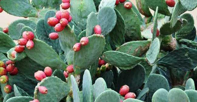 小火龙仙人掌的种植步骤是什么？
