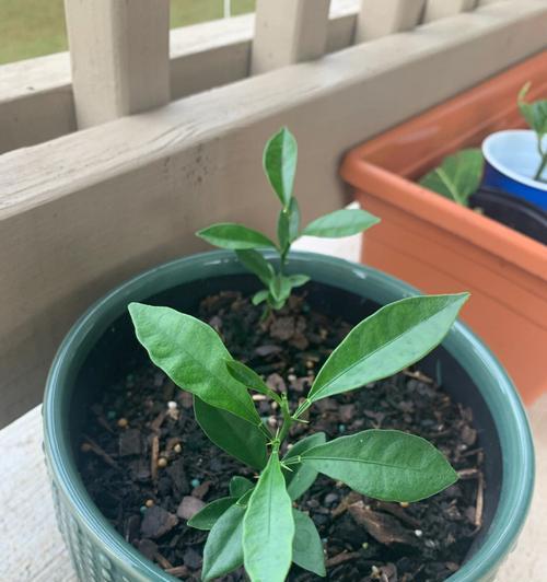 仙人掌育苗盆的正确移植方法是什么？