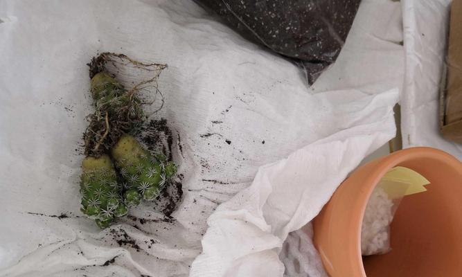 仙人掌育苗盆的正确移植方法是什么？