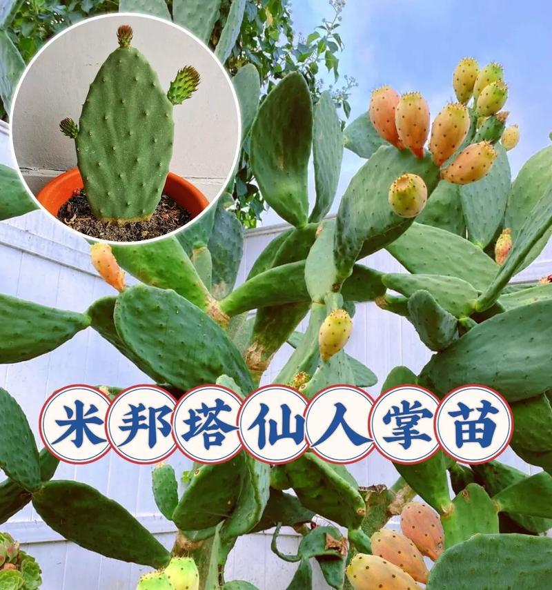 小仙人掌球的种植步骤与注意事项是什么？