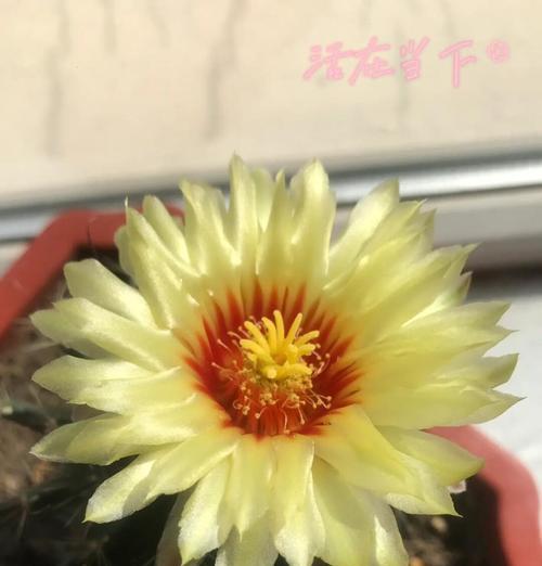 小仙人掌球的种植步骤与注意事项是什么？