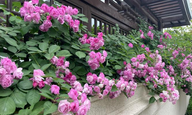 玫瑰花的管理技巧是什么？如何有效控制生长？
