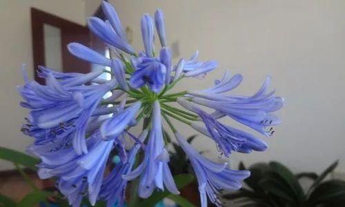 圆叶蓝色君子兰开花的秘诀是什么？