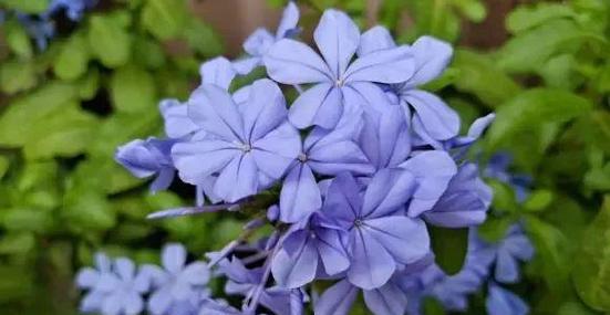 圆叶蓝色君子兰开花的秘诀是什么？