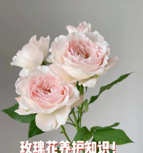 玫瑰花黑边枯萎的原因是什么？如何处理？