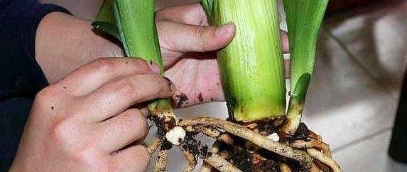 君子兰侧芽味道的原因是什么？