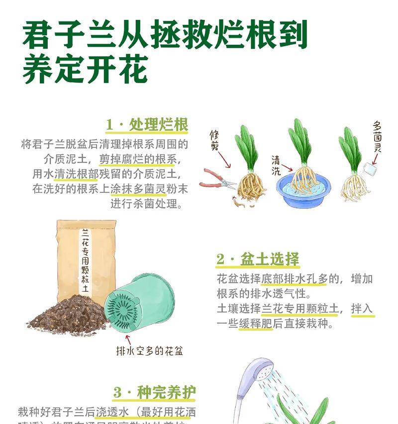 君子兰侧芽味道的原因是什么？
