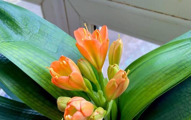 君子兰侧芽味道的原因是什么？