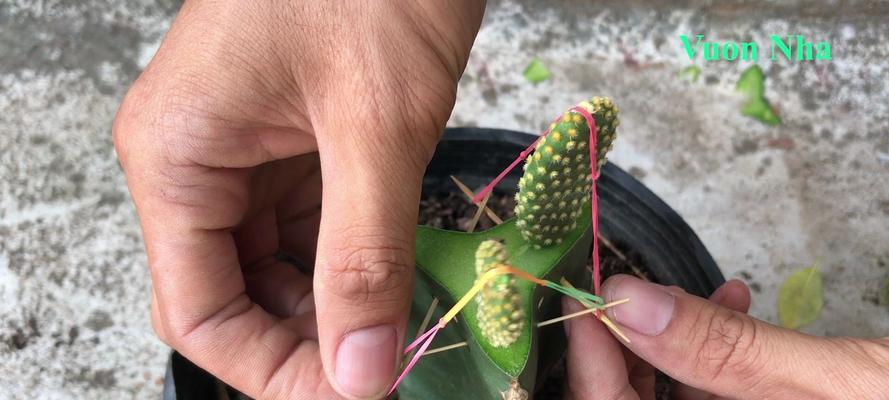 仙人掌嫁接白羽毛效果如何？养护方法是什么？