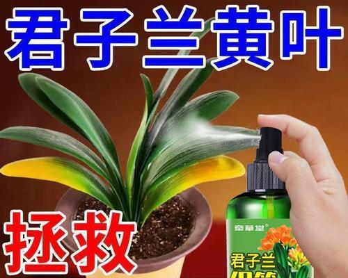 室内君子兰水培多久开花？水培君子兰的技巧是什么？