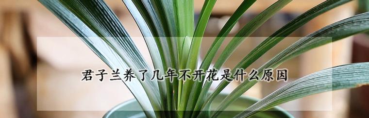 君子兰4月开花的原因是什么？