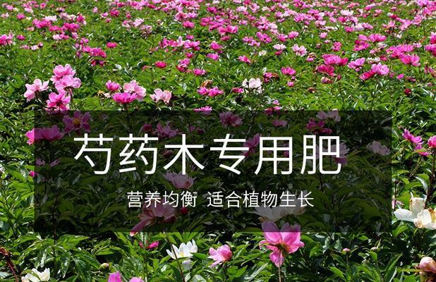 牡丹花叶子肥料的添加方法是什么？如何正确施肥？