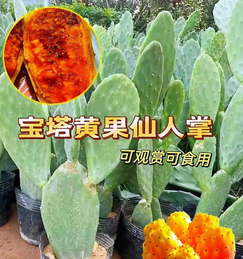 食用型仙人掌苗的种植步骤？