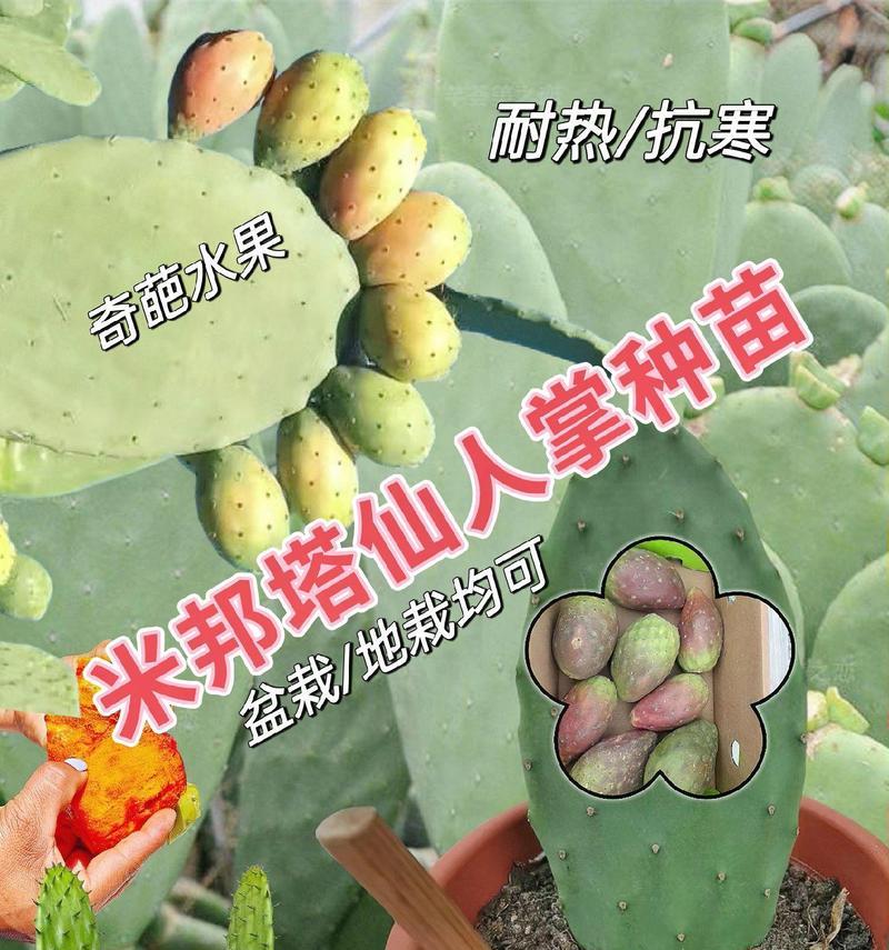 食用型仙人掌苗的种植步骤？