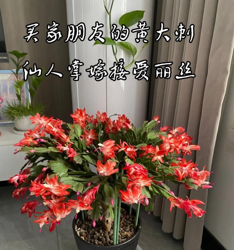 食用型仙人掌苗的种植步骤？