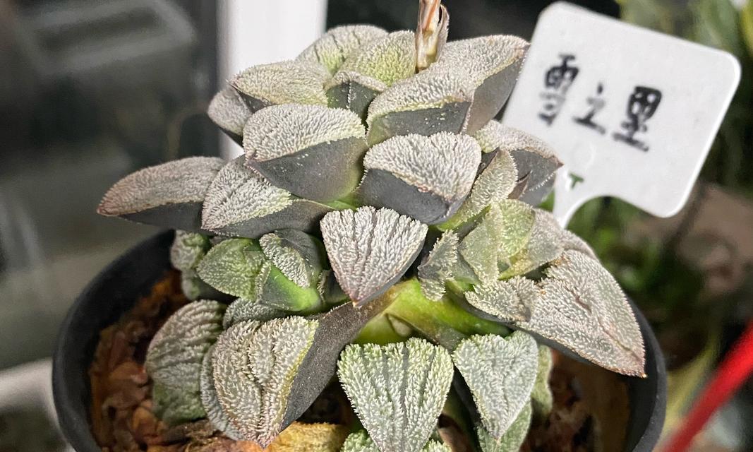 玉翁仙人球爆侧芽的技巧有哪些？怎样促进？