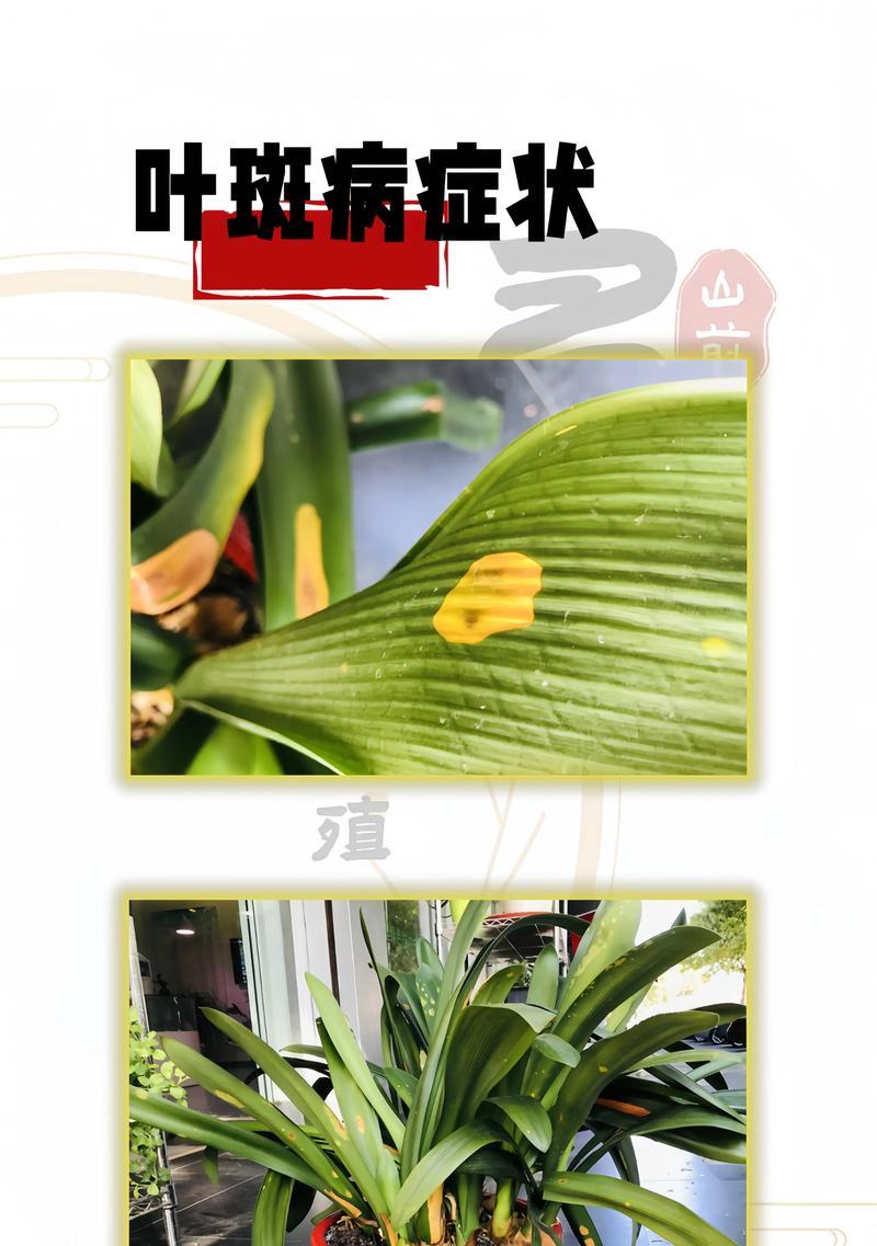 11叶君子兰的养护方法是什么？