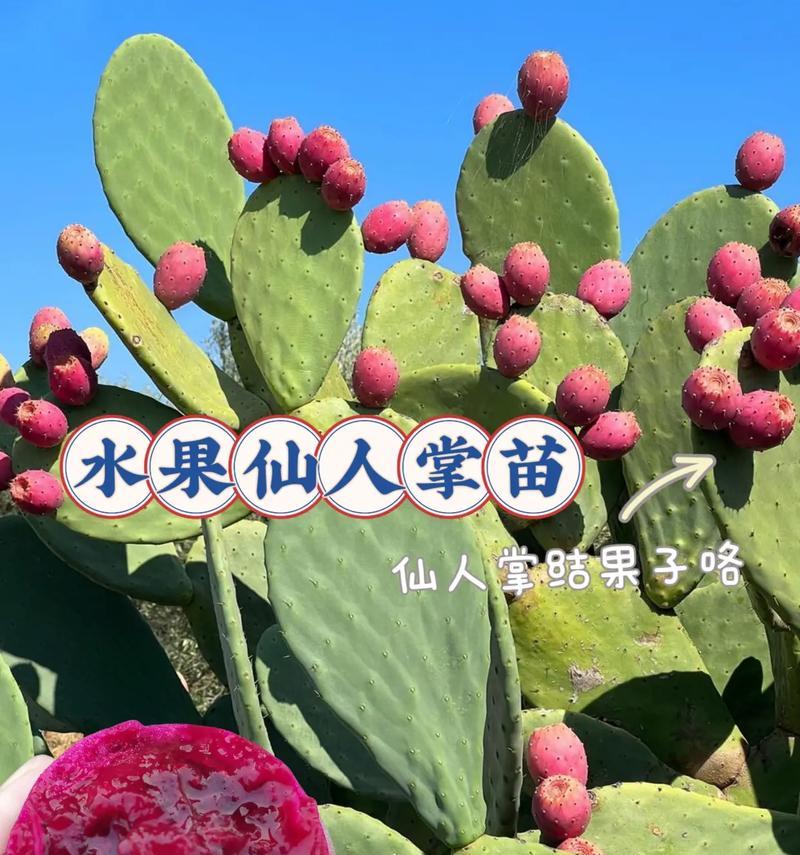 仙人掌扦插的最佳季节是什么时候？具体步骤如何？