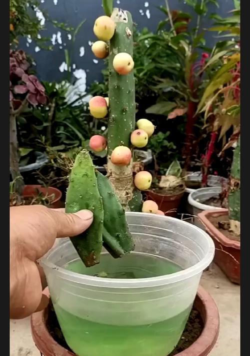仙人掌扦插的最佳季节是什么时候？具体步骤如何？