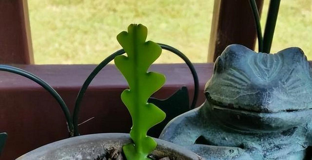 仙人掌扦插的最佳季节是什么时候？具体步骤如何？