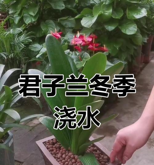 冬天室外君子兰如何养护？有哪些注意事项？