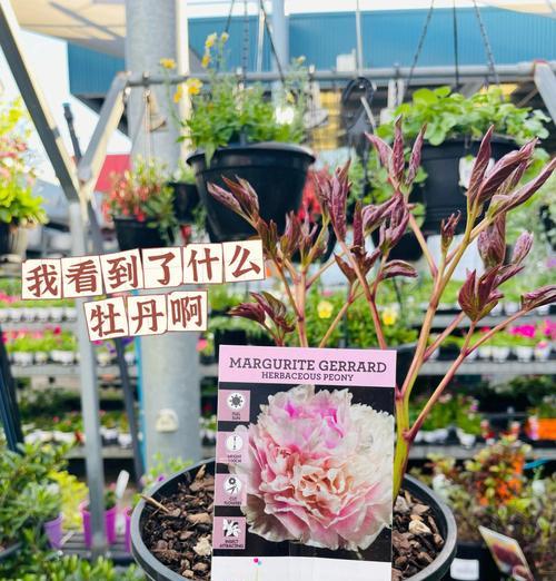 新到的仙人球红牡丹种植步骤是什么？