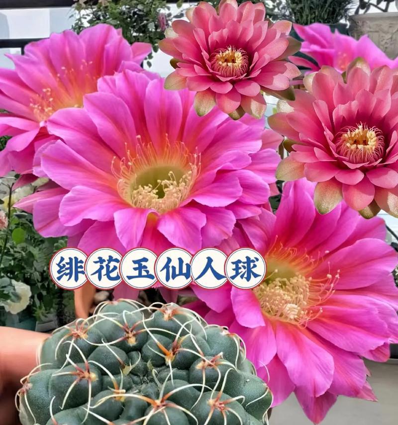 新到的仙人球红牡丹种植步骤是什么？